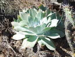 Dudleya Dudleya spp. seeds for ornamental planting
